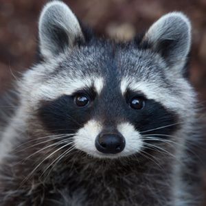 Meet your Posher, Caitlyn